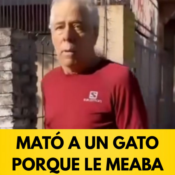 Un hombre mató a un gato ,dijo que le meaba sus cosas